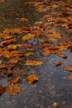 Sonbahar yapraklarıyla birlikte düşen yağmur damlaları. Merhaba güz yaprakları suyun yüzeyinde yüzer. Düşen portakal yaprağı kara su birikintisinde yüzüyor. Hygge atmosferi düşen yağmur damlaları