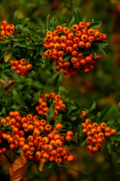 Ягідка Taxus Yew Кущі Червоні Ягоди Гілці Ялинки Саду Восени — стокове фото