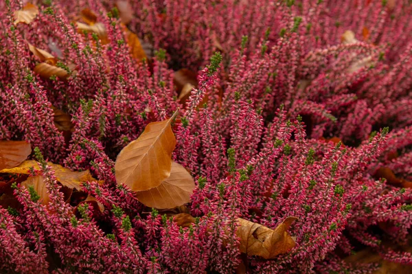 Fallen Autumn Leaves Pink Bush Flowers Colorful Falling Autumn Leaves — Stock Photo, Image