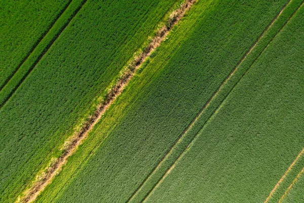 グリーン小麦のトウモロコシ畑の空中観測トップビュー 緑のトウモロコシの苗のフライングビュー パターンのトップス 農業風景について ミニマリストの壁紙は土地を耕作しました 農業産業について — ストック写真