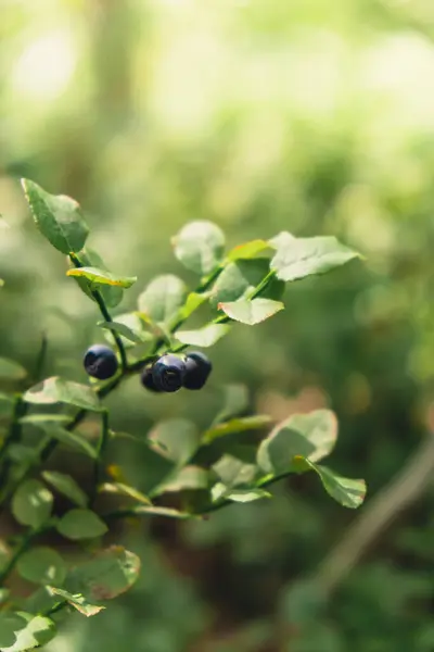 Closeup Blueberries Forest Green Leaves Bushes Background Copy Space Harvested — Stock Photo, Image