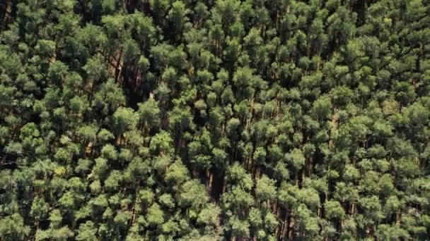 공중을 Spruce Conifer Treetops 조류의 사용하여 아침밝은 햇빛에 드론을 — 비디오