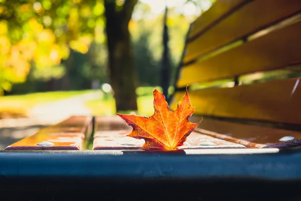 Colorful Falling Autumn Leaves Wooden Bench View Autumn Foliage Park — Stock Photo, Image