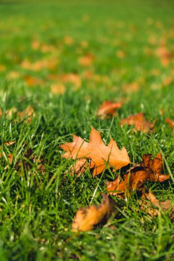 Renkli sonbahar yaprakları. Park Ormanı 'ndaki sonbahar yeşilliklerine bakın. Altın ağaç yaprakları. Sonbahar ormanında sarı yapraklı güzel bir ağaç. Yol sonbahar yapraklarıyla dolu. Doğa çöküyor