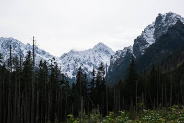 Karlı dağlar, Zakopane Polonya 'daki yeşil ormanlar. Dağ doğa manzarası. Mavi gökyüzü. Doğal yeşil turizm konseptiyle seyahat edin. Yürüyüş refahı 