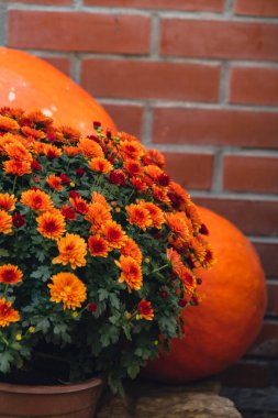 Balkabakları sonbahar çiçekleriyle saman dekorasyonu yapıyor. Dış binanın sonbahar dekoru çok şık. Sokakta samanlıkta kırsal dekor. Sonbahar hasatı Şükran Günü ve Cadılar Bayramı