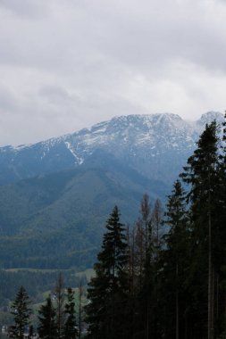 Karlı dağlar, Zakopane Polonya 'daki yeşil ormanlar. Dağ doğa manzarası. Mavi gökyüzü. Doğal yeşil turizm konseptiyle seyahat edin. Yürüyüş refahı 