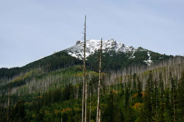 Sneeuwbergen Groene Bossen Nationaal Park Zakopane Polen Berglandschap Blauwe Lucht — Stockfoto