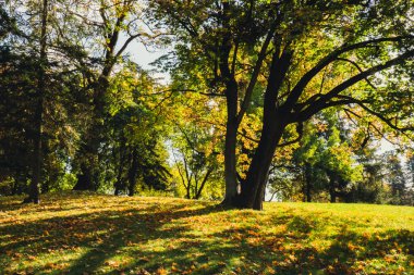 Renkli sonbahar yaprakları. Park Ormanı 'ndaki sonbahar yeşilliklerine bakın. Altın ağaç yaprakları. Sonbahar ormanında sarı yapraklı güzel bir ağaç. Yol sonbahar yapraklarıyla dolu. Doğa çöküyor