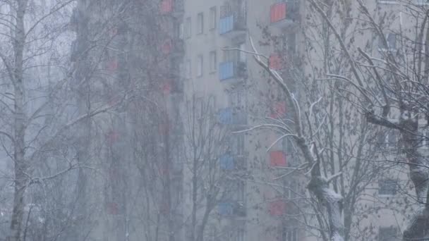 Extreme Falling Snow Trees Heavy Snowfall Winter City Cold Evening — Stockvideo