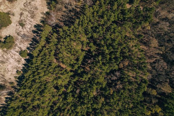 Aerial view of forest tree tops top view. Drone shot over spruce conifer treetops in summer spring autumn trees, nature background landscape Birds eye view use the drone in morning bright sunlight