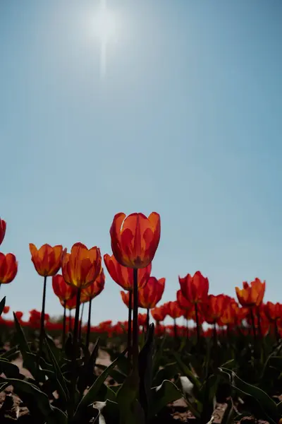 Цветущие Цветы Тюльпанов Садовом Поле Раздетые Тюльпаны Растущие Цветущем Лугу — стоковое фото