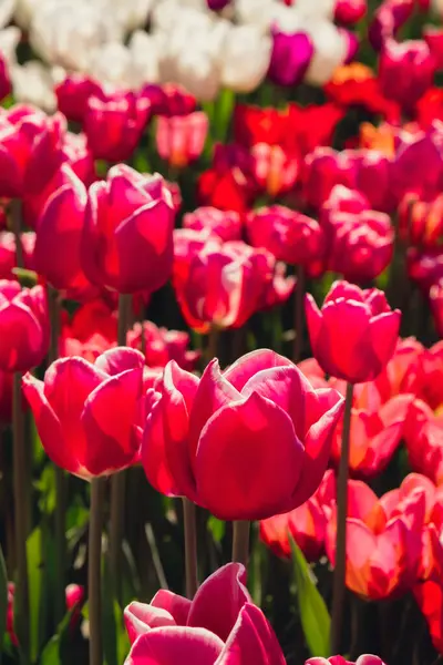 Flores Tulipa Rosa Florescendo Paisagem Campo Jardim Belo Jardim Primavera — Fotografia de Stock