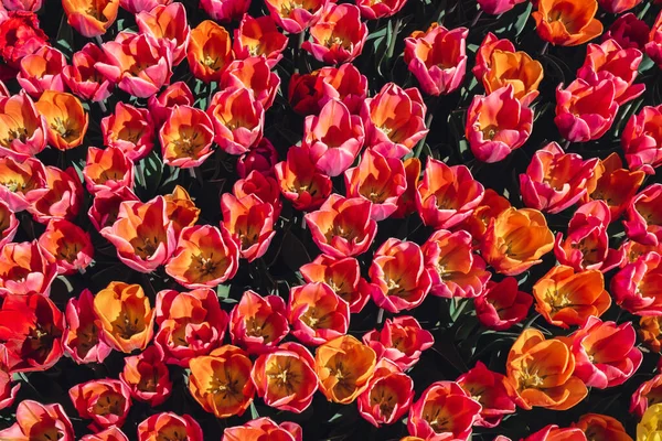 Rózsaszín Tulipán Virágok Virágzik Kertben Mező Táj Gyönyörű Tavaszi Kert — Stock Fotó