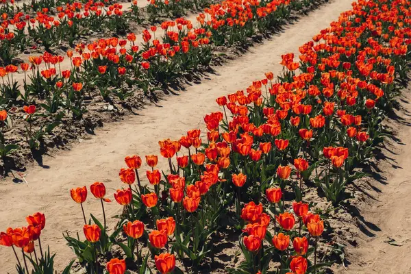 Linhas Flores Tulipa Florescendo Paisagem Campo Jardim Tulipas Descascadas Sucessivamente — Fotografia de Stock
