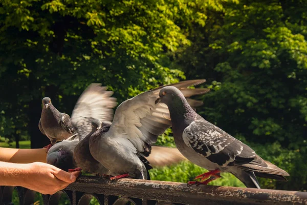 비둘기에게 먹이를 도시를 날아다니게 비둘기에게 먹이를 손바닥에 귀리를 손으로 관광하는 — 스톡 사진