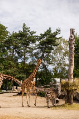 Zürafa - Zürafa camelopardalis, Afrika 'nın tek parmaklı, tek parmaklı, en uzun hayvan türüdür. Yazın Wroclaw Polonya hayvanat bahçesinde zebralı en büyük geviş getiren hayvandır. Seyahat güzergahı safarisi