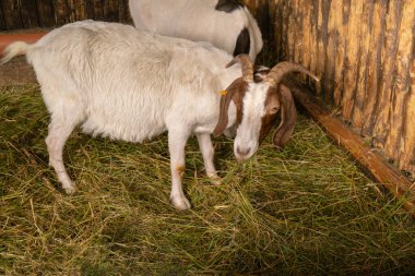 Animals goats eating in the farm. Domestic farm chews. Agriculture and ecology. Goat farm dairy . Full udder with milk, food for little kids, livestock raising on the farm, farming, walking pets on