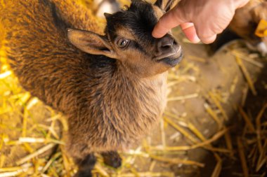 Animals goats eating in the farm. Domestic farm chews. Agriculture and ecology. Goat farm dairy . Full udder with milk, food for little kids, livestock raising on the farm, farming, walking pets on