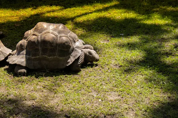 Giant Galapagos Tortoise Chelonoidis Nigra Moving Green Grass Big Old — Fotografia de Stock