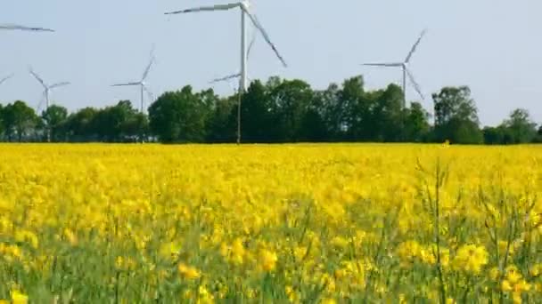 Windkraftanlage Auf Grasgelbem Rapsfeld Vor Bewölktem Blauen Himmel Ländlichen Raum — Stockvideo