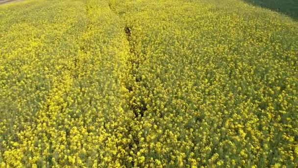 ゴージャスな黄色いカノーラのフィールドは 日没の光で強姦された農場のバックライトを咲かせています 春に花が咲くフィールドマスタードの黄色い花で植えられた大きな農業分野 — ストック動画