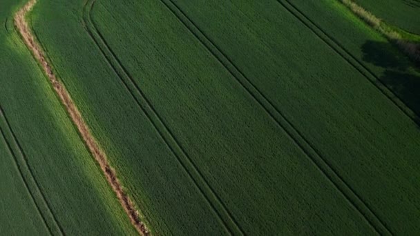 青小麦田的空中景观几何顶视图 鸟瞰着绿色的玉米幼苗 玉米在图案的顶部 农业景观耕地 农业工业 摘要自然 — 图库视频影像