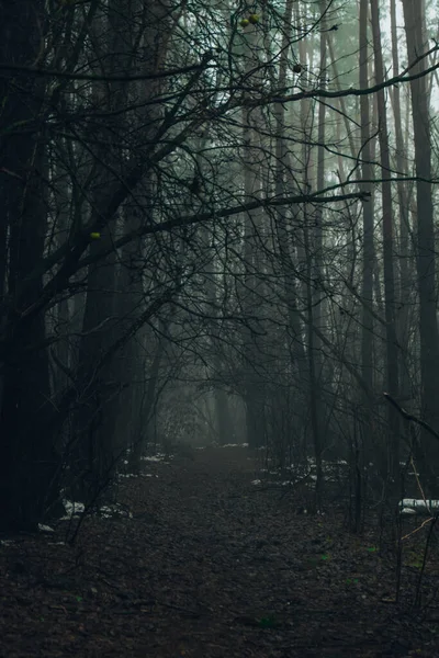 Дорога Проходит Через Страшный Таинственный Лес Зеленым Светом Тумане Зимой — стоковое фото