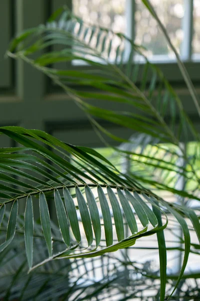 古いウィンドウの隣のヤシの葉の閉鎖 抽象的な最小限のインテリアデザインの背景の装飾テンプレートモックアップ エコロジーのエキゾチックな植物の概念 温かい日差しが緑色の窓を通って影を照らしています エステティック — ストック写真