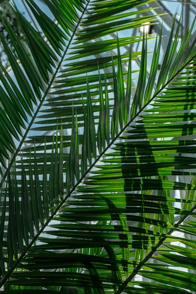 Zbliżenie Liści Palmowych Streszczenie Minimalny Projekt Wnętrza Tło Makieta Szablon — Zdjęcie stockowe
