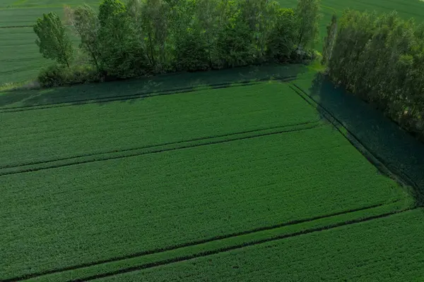 グリーン小麦のトウモロコシ畑の空中観測トップビュー 緑のトウモロコシの苗のフライングビュー パターンのトップス 農業風景について ミニマリストの壁紙は土地を耕作しました 農業産業について — ストック写真
