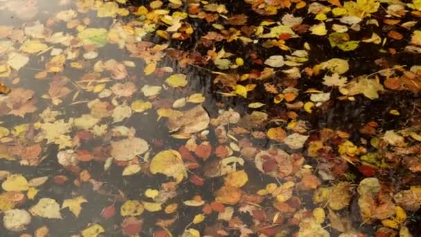 秋の紅葉は水面に浮かぶ 湖の表面に落ちた秋の葉 自然の風景秋のオレンジの葉は暗い湖の水位で航海しています — ストック動画