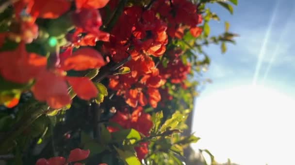 Koncept Třešňových Květů Zpomalte Japonskou Sakuru Hanami Jarní Květ Krásná — Stock video