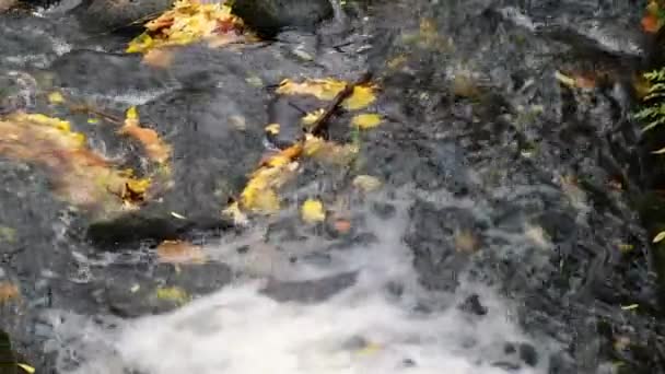 Folhas Outono Flutuam Superfície Água Folhas Outonais Caídas Superfície Lago — Vídeo de Stock