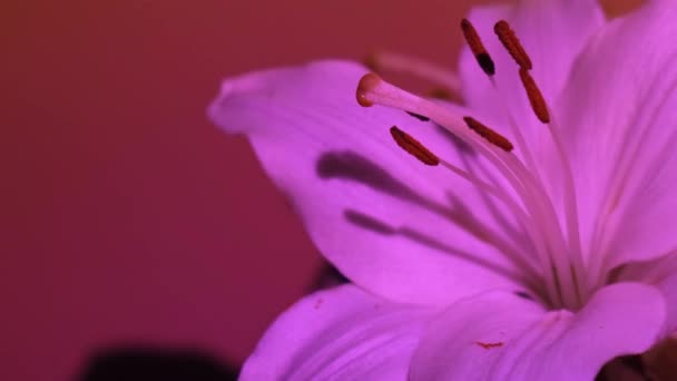 Κοντινό Μεγάλο Λουλούδι Κρίνου Ροζ Νέον Φως Αφηρημένο Φόντο Petal — Αρχείο Βίντεο