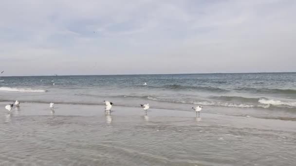 Seagulls Flying Baltic Sea Dark Blue Clouds Sea Ocean Water — Stock Video