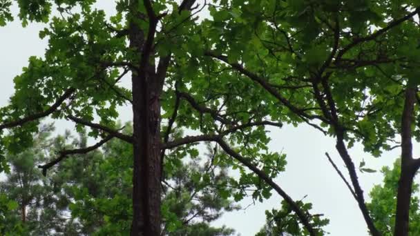 Specht Waldgrünen Bäumen Vogelfutter Frisst Schläge Vogelbrutzeit Frühling Wilder Natur — Stockvideo