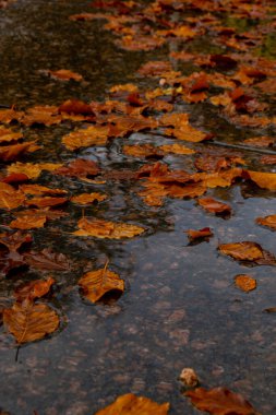 Sonbahar yapraklarıyla birlikte düşen yağmur damlaları. Merhaba güz yaprakları suyun yüzeyinde yüzer. Düşen portakal yaprağı kara su birikintisinde yüzüyor. Hygge atmosferi düşen yağmur damlaları