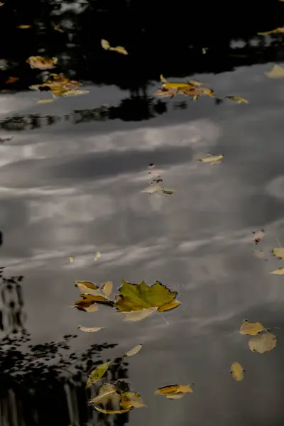 Herbstblätter Schwimmen Auf Der Wasseroberfläche Gefallene Herbstliche Blätter Auf Der — Stockfoto