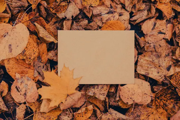 カラフルな秋の葉の周りに空のアーストーンエンベロープモックアップ テンプレートカード 黄金の木の葉 秋の森に黄色の葉を持つ美しい木 紅葉の道 — ストック写真