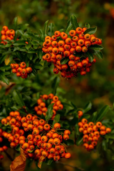 Eibe Taxus Eibensträucher Rote Beeren Auf Eibenzweigen Garten Herbst Rote — Stockfoto