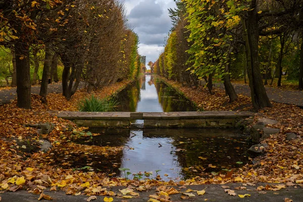 Sonbahar yaprakları suyun yüzeyinde yüzer. Gölün yüzeyinde düşen sonbahar yaprakları. Doğa manzarası. Düşen portakal yaprağı karanlık göl suyu seviyesinde yüzüyor.. 