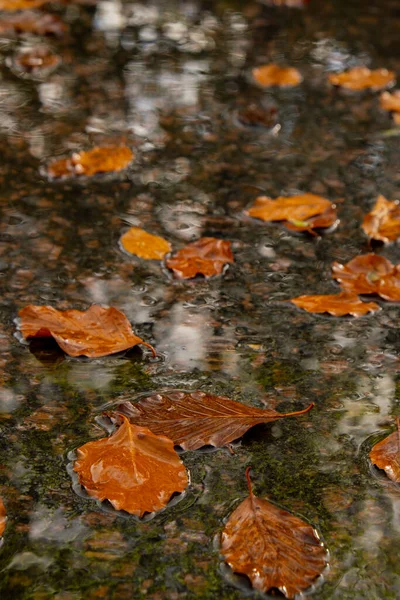 Spadające Krople Deszczu Wpadające Kałuży Jesiennymi Liśćmi Witam Jesienne Liście — Zdjęcie stockowe