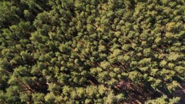 Yeşil orman üzerinde dönen hava manzarası. Spruce kozalaklı ağaçların üzerinde uçan drone çekimi, doğa arka planda 4k manzara Kuşların bakışı sabah güneş ışığında dronu kullanın