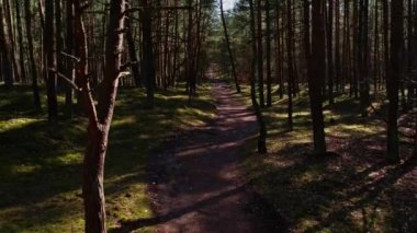 Yol boyunca ormanda insansız hava aracı uçuracağız. Uzun ağaçlar ve yeşil yapraklı 4k antenli eski, sık bir ormanda ilerliyoruz. Yoğun Orman Yolunda Yürümek Gün Işığı