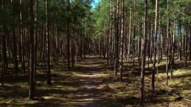 Yol boyunca ormanda insansız hava aracı uçuracağız. Uzun ağaçlar ve yeşil yapraklı 4k antenli eski, sık bir ormanda ilerliyoruz. Yoğun Orman Yolunda Yürümek Gün Işığı