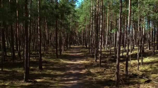 Latać Dronem Lesie Wzdłuż Drogi Idąc Przez Stary Gęsty Las — Wideo stockowe