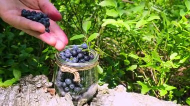 Böğürtlen toplayan adam, ormandaki cam kavanoza hasat etme süreci. Yazın olgunlaşmış böğürtlen çalısı. Yerel yetiştirilmiş organik yaban mersini konsepti, mevsimlik yaban mersini kırsalı
