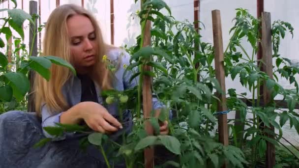 Γυναίκα Αγρότισσα Καλλιεργήστε Πράσινη Ντομάτα Θερμοκήπιο Αγρόκτημα Γυναίκα Συγκομιδή Τοματών — Αρχείο Βίντεο