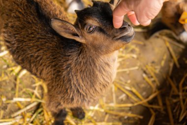 Animals goats eating in the farm. Domestic farm chews. Agriculture and ecology. Goat farm dairy . Full udder with milk, food for little kids, livestock raising on the farm, farming, walking pets on
